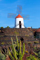 Beautiful view of windmill at cactus botanical garden Jardin de Cactus in Guatiza, Lanzarote island. Landscape with volcanic rocks, green wild plants, blue sky and no people. Canary islands, Spain.