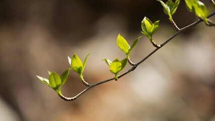 buds blooming in spring