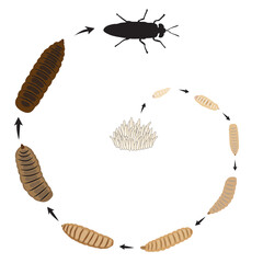 Life cycle of Black Solder Fly larvae asset vector illustration