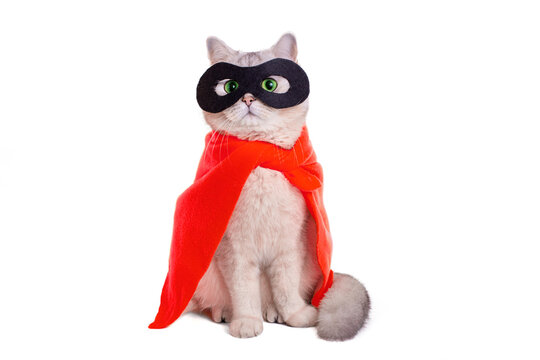Cute white cat in a black mask and red cape on white blackground