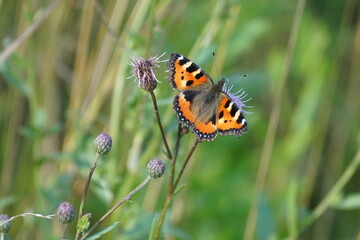 butterfly on a flower