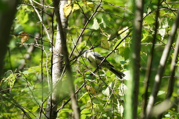 woodpecker on tree