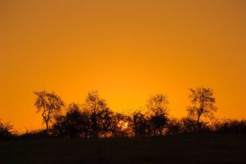 Dark trees silhouettes against orange sky lit by beautiful summer sunset. Gorgeous panorama scenic of the strong colorful sunrise. Abstract natural background or wallpaper