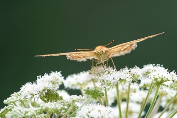 dragonfly on a flower