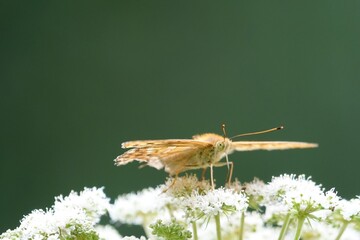 grasshopper on a flower
