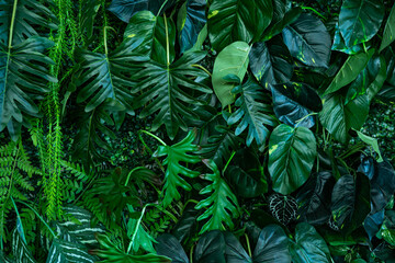 Naklejka na ściany i meble Full Frame of Green Leaves Pattern Background, Nature Lush Foliage Leaf Texture, tropical leaf