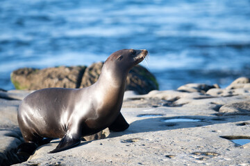 Obraz premium Cape fur seals. Wildlife concept with sea lion.