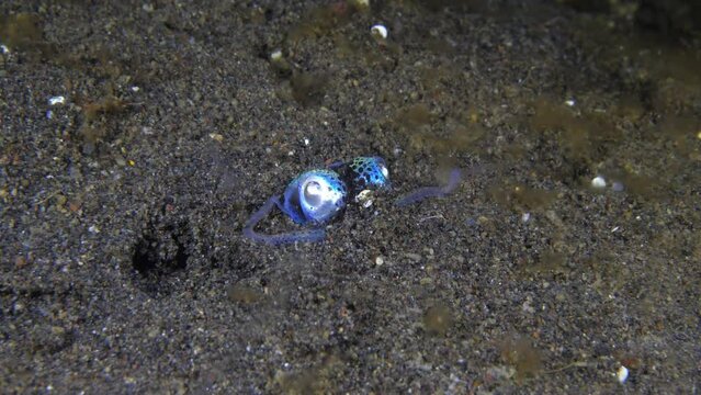 Amazing underwater world. Berry's bobtail squid - Euprymna berryi. Squids in the night. Underwater 4k video. Tulamben, Bali, Indonesia.