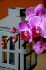 orchidee mit laterne