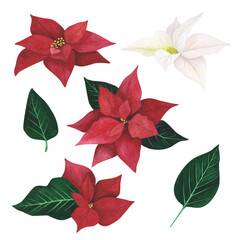 Poinsettia Christmas plant isolated on white background. Watercolor hand drawn Xmas illustration. Art for design