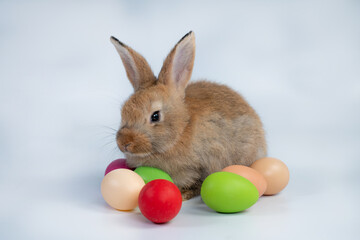 Rabbit isolated on a white background