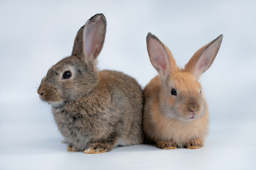 Rabbit isolated on a white background
