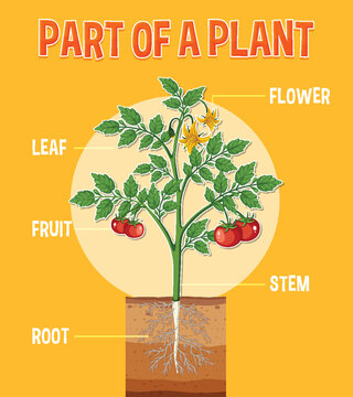 Diagram showing parts of a plant