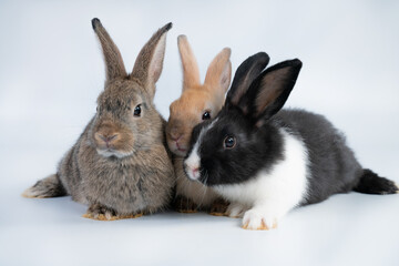 Rabbit isolated on a white background