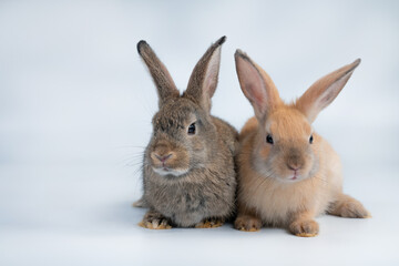 Rabbit isolated on a white background