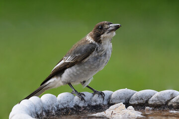 Immature Grey Butcherbird -Cracticus torquatus- eyeing off a piece of wet bread in a birdbath green bokeh background 