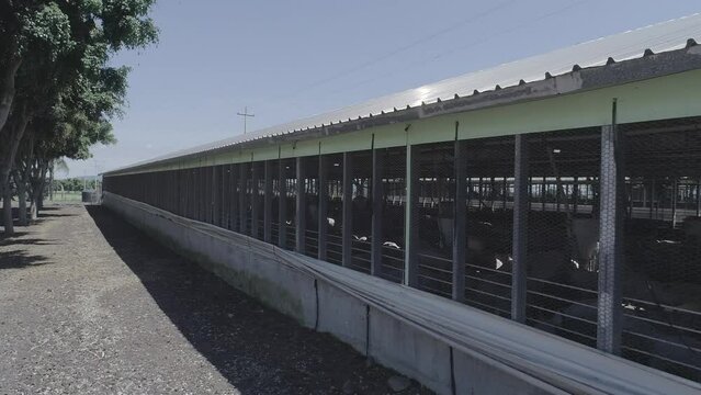 granjas de animales cerdos 