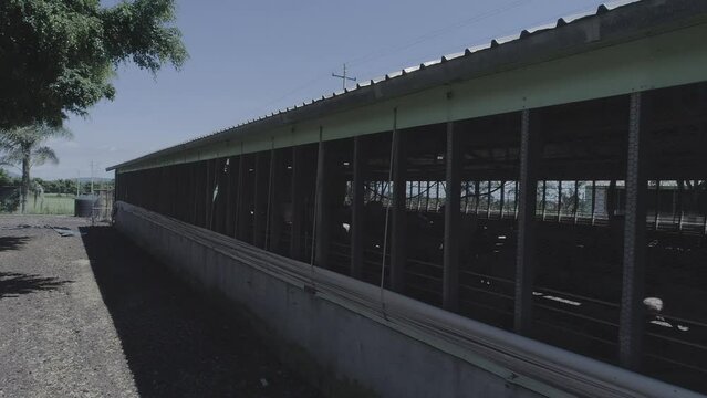 granjas de animales cerdos 