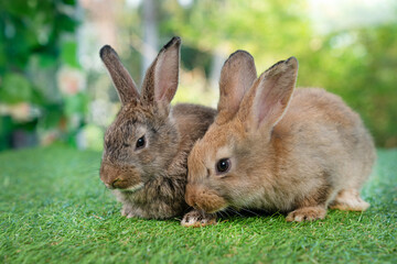Little cute rabbit sitting on the grass. Bunny on green background.