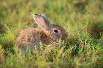 Little cute rabbit sitting on the grass. Bunny on green background.
