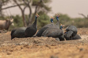 The helmeted guineafowl is the best known of the guineafowl bird family, Numididae, and the only member of the genus Numida.	