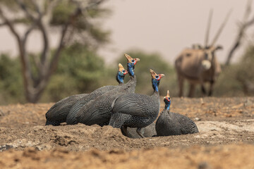 The helmeted guineafowl is the best known of the guineafowl bird family, Numididae, and the only member of the genus Numida.	