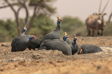 The helmeted guineafowl is the best known of the guineafowl bird family, Numididae, and the only member of the genus Numida.	