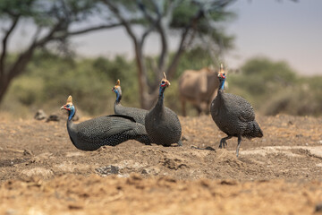 The helmeted guineafowl is the best known of the guineafowl bird family, Numididae, and the only member of the genus Numida.	