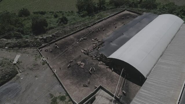 granjas de animales cerdos 