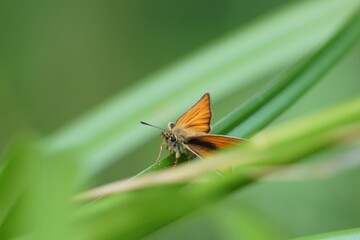 butterfly on leaf