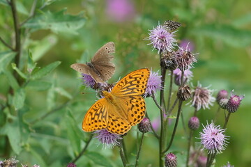 butterfly on flower