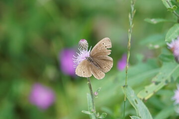 butterfly on a flower