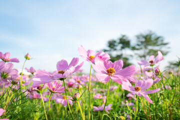 closeup nature view of cosmos flower  background. garden park and outdoor.
