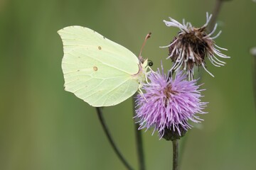 butterfly on flower