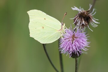 butterfly on flower