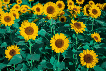 Fototapeta na wymiar closeup beautiful sunflower in the garden, flower background