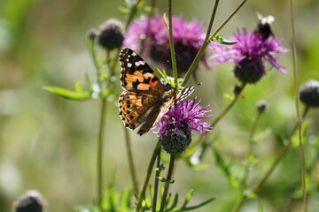 butterfly on a flower