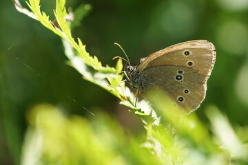 butterfly on a green leaf