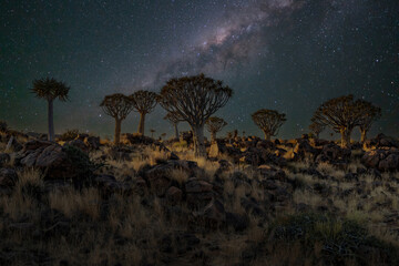 Desert landscape with with quiver trees (Aloe dichotoma), Northern Cape, South Africa foreground...