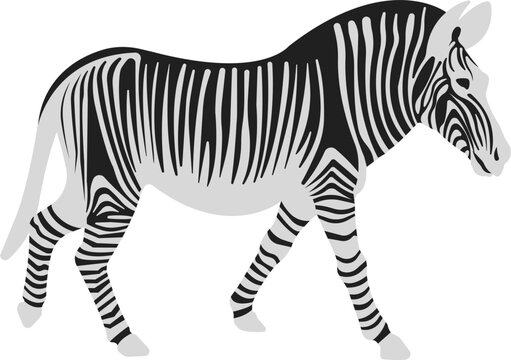 Zebra in flat style. Striped black and white animal.