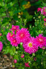 chrysanthemum flower in sunlight in autumn