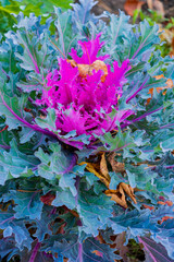 decorative cabbage in the garden