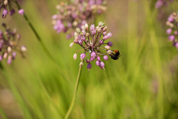 Spring garden design with perennial plants.