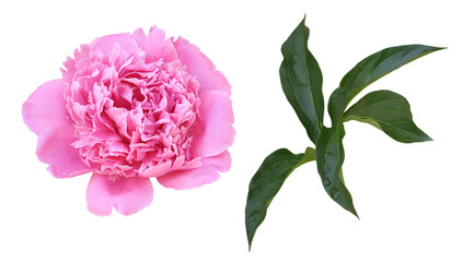 Set of pink peony flower and leaves isolated on white or transparent background