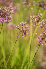 Spring garden design with perennial plants.