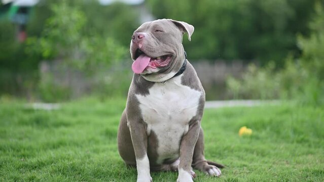 American bully cute dog on the grass