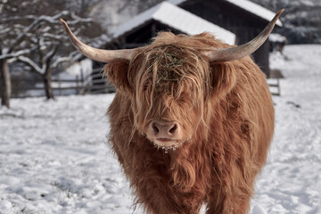 Close-up of a Highland bull with long horns walking in snowy field on the farm