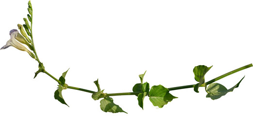 Vine plant, green leaves