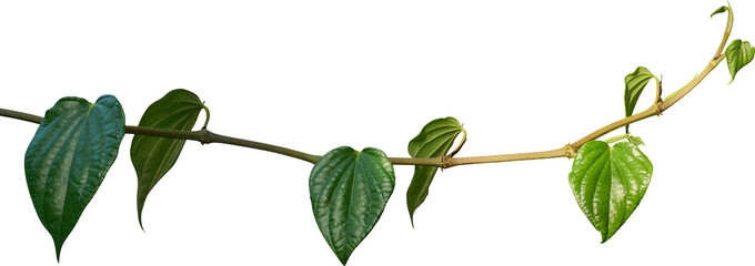 Fototapeta premium Vine plant, Betel leaves, Green leaves.