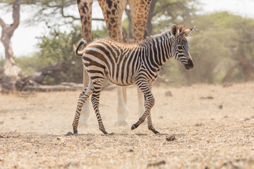 A zebra foal at a water hole with a giraffe in the background. 